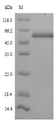 Greater than 90% as determined by SDS-PAGE.Recombinant Human Islet Cell Autoantigen 1 (ICA1) Protein (His)