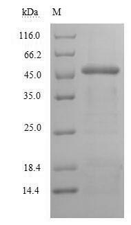 Greater than 90% as determined by SDS-PAGE.
