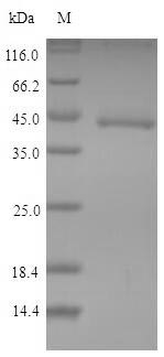 Greater than 90% as determined by SDS-PAGE.Recombinant Mouse Indoleamine 2,3-Dioxygenase 1 (IDO1) Protein (His)