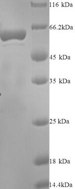 Greater than 90% as determined by SDS-PAGE.