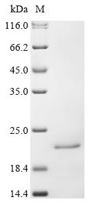 Greater than 90% as determined by SDS-PAGE.Recombinant Human Interferon Alpha-16 (IFNA16) Protein (His)