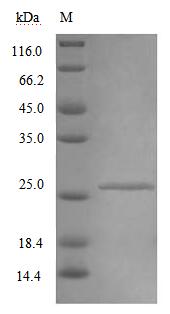 Greater than 90% as determined by SDS-PAGE.Recombinant Mouse Interferon Alpha/Beta Receptor 2 (IFNAR2) Protein (His)