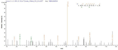 Based on the SEQUEST from database of Yeast host and target protein, the LC-MS/MS Analysis result of this product could indicate that this peptide derived from Yeast-expressed Marmota monax (Woodchuck) IFNG.Recombinant Marmota Monax Interferon Gamma (IFNG) Protein (His)