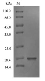 Greater than 90% as determined by SDS-PAGE.Recombinant Marmota Monax Interferon Gamma (IFNG) Protein (His)