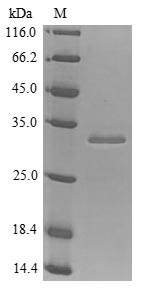 Greater than 85% as determined by SDS-PAGE.