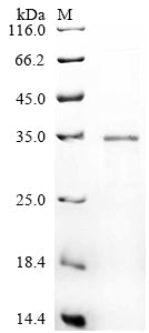 Greater than 85% as determined by SDS-PAGE.Recombinant Bovine Insulin-Like Growth Factor Ii (IGF2) Protein (hFc)