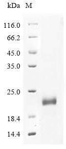 Greater than 90% as determined by SDS-PAGE.Recombinant Bovine Cation-Independent Mannose-6-Phosphate Receptor (IGF2R) Protein (His)