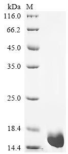 Greater than 90% as determined by SDS-PAGE.