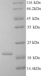 Greater than 90% as determined by SDS-PAGE.