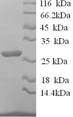 Greater than 90% as determined by SDS-PAGE.