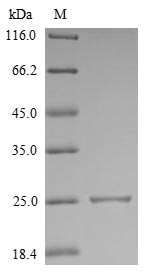 Greater than 90% as determined by SDS-PAGE.