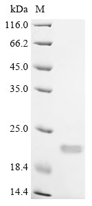 Greater than 85% as determined by SDS-PAGE.Recombinant Mouse Interleukin-18 (IL18) Protein (His)