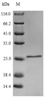 Greater than 90% as determined by SDS-PAGE.Recombinant Mouse Interleukin-18 (IL18) Protein (His)