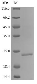 Greater than 90% as determined by SDS-PAGE.