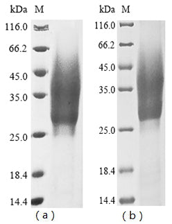 Greater than 85% as determined by SDS-PAGE.Recombinant Cynomolgus Monkey Interleukin-1 Alpha (IL1A) Protein (His-Myc)