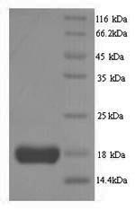 Greater than 90% as determined by SDS-PAGE.