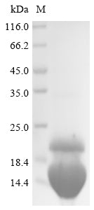 Greater than 85% as determined by SDS-PAGE.