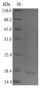 Greater than 90% as determined by SDS-PAGE.