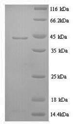 Greater than 90% as determined by SDS-PAGE.