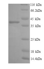 Greater than 90% as determined by SDS-PAGE.