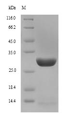 Greater than 90% as determined by SDS-PAGE.