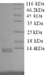 Greater than 90% as determined by SDS-PAGE.Recombinant Dog Interleukin-8 (CXCL8) Protein (His)