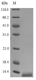 Greater than 85% as determined by SDS-PAGE.