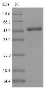 Greater than 90% as determined by SDS-PAGE.Recombinant Mouse Interferon Regulatory Factor 3 (IRF3) Protein (His&Myc)