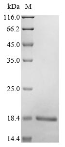 Greater than 90% as determined by SDS-PAGE.Recombinant Human Ubiquitin-Like Protein Isg15 (ISG15) Protein (His)