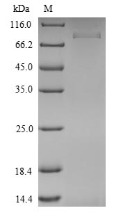 Greater than 90% as determined by SDS-PAGE.Recombinant Mouse Isthmin-1 (ISM1) Protein (His)