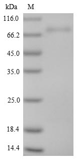 Greater than 85% as determined by SDS-PAGE.Recombinant Mouse Isthmin-1 (ISM1) Protein (His)