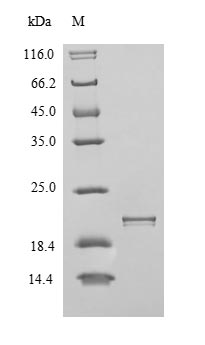 Greater than 90% as determined by SDS-PAGE.