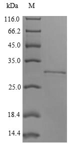 Greater than 90% as determined by SDS-PAGE.Recombinant Rabbit Integrin Beta-8 (ITGB8) Protein (His/Tag-Free)