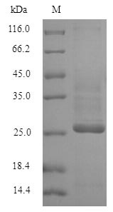 Greater than 90% as determined by SDS-PAGE.Recombinant Human Potassium Voltage-Gated Channel Subfamily D Member 1 (KCND1) Protein (His)