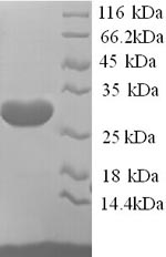 Greater than 90% as determined by SDS-PAGE.Recombinant Human Potassium Voltage-Gated Channel Subfamily D Member 2 (KCND2) Protein (His)