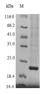 Greater than 90% as determined by SDS-PAGE.