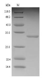 Greater than 90% as determined by SDS-PAGE.Recombinant Rat Kinesin-Like Protein Kif1C (KIF1C) Protein (His)
