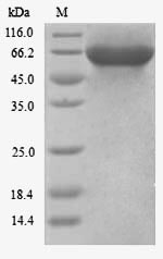 Greater than 90% as determined by SDS-PAGE.Recombinant Human Kinesin Light Chain 3 (KLC3) Protein (His)