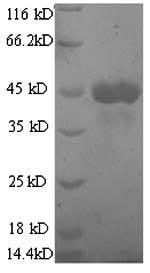 Greater than 90% as determined by SDS-PAGE.Recombinant Human Killer Cell Lectin-Like Receptor Subfamily G Member 2 (KLRG2) Protein (His)
