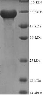 Greater than 90% as determined by SDS-PAGE.
