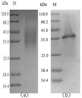 Greater than 90% as determined by SDS-PAGE.