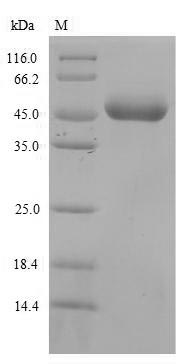 Greater than 90% as determined by SDS-PAGE.Recombinant Mouse Leukocyte Immunoglobulin-Like Receptor Subfamily B Member 3 (LILRB3) Protein (His)