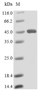 Greater than 90% as determined by SDS-PAGE.Recombinant Human Lysosomal Acid Lipase/Cholesteryl Ester Hydrolase (LIPA) Protein (His)