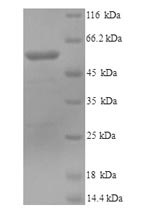Greater than 90% as determined by SDS-PAGE.Recombinant Mouse Lysyl Oxidase Homolog 1 (LOXL1) Protein (His)