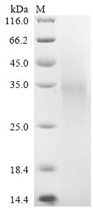 Greater than 90% as determined by SDS-PAGE.Recombinant Human Low-Density Lipoprotein Receptor-Related Protein 2 (LRP2) Protein (His)