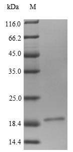 Greater than 90% as determined by SDS-PAGE.Recombinant Human Low-Density Lipoprotein Receptor-Related Protein 4 (LRP4) Protein (His/Tag-Free)