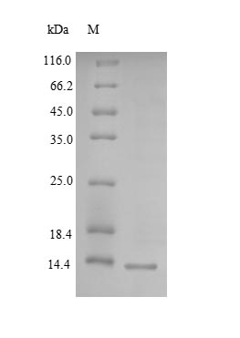 Greater than 90% as determined by SDS-PAGE.Recombinant Human Lymphocyte Antigen 6H (LY6H) Protein (His)