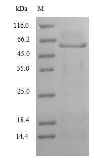 Greater than 90% as determined by SDS-PAGE.Recombinant Human Myelin-Associated Glycoprotein (MAG) Protein (His)
