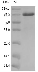 Greater than 85% as determined by SDS-PAGE.Recombinant Human Melanoma-Associated Antigen 10 (MAGEA10) Protein (His)