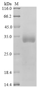Greater than 90% as determined by SDS-PAGE.Recombinant Human Dual Specificity Mitogen-Activated Protein Kinase Kinase 4 (MAP2K4) Protein (His-GST)